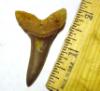 Fossil Mako Shark Tooth